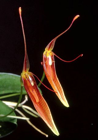 <i>Restrepia trichoglossa</i> Species of plant