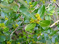 Rhamnus alaternus1627.JPG