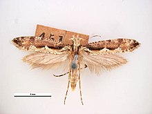 Rhigognostis annulatella.jpg