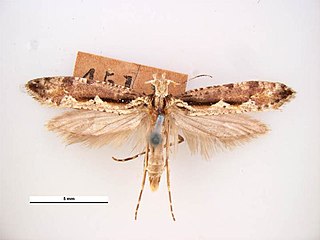 <i>Rhigognostis annulatella</i> Species of moth