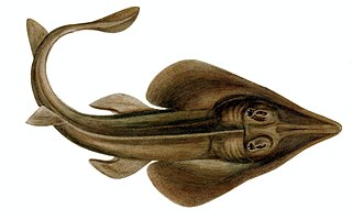 <span class="mw-page-title-main">Brazilian guitarfish</span> Species of fish
