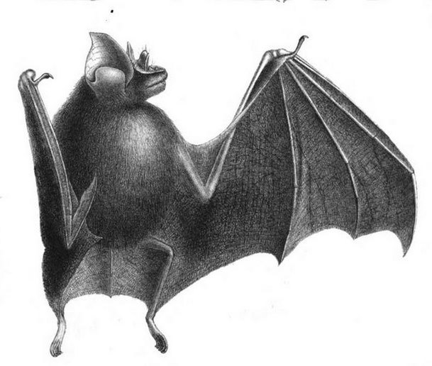 Файл:Rhinolophus euryotis illustration.jpg