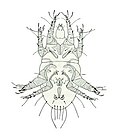 Vignette pour Rhizoglyphus echinopus