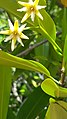 Rhizophora mangle (Savaneta, Aruba).jpg