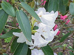 Rhododendron campanulatum