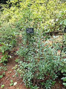 Rhododendron yunnanense - Kunming Botanical Garden - DSC02838.JPG