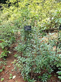 Rododendron yunnanense - Kunming Botanical Garden - DSC02838. 
 JPG