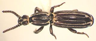 <i>Rhyzodiastes gestroi</i> Species of beetle