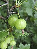 Ribes divaricatum fruit1.jpg