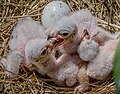 * Nomination: Chick and egg of marsh harrier in nest --Stephan Sprinz 23:33, 11 October 2023 (UTC) * Review green on right hand side distracts --Charlesjsharp 09:21, 12 October 2023 (UTC)