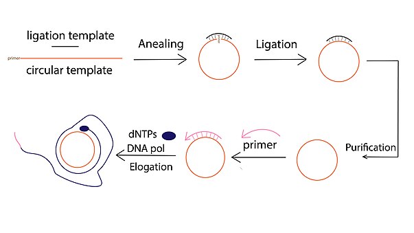 The molecular mechanism of Rolling Circle Amplification (RCA) Rolling circle amplification mechanism.jpg