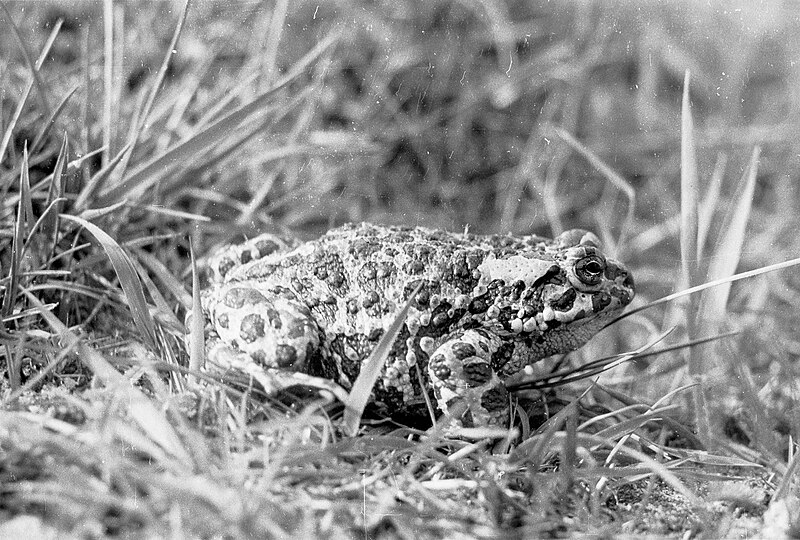 File:Ropucha zielona Pseudepidalea (Bufo) viridis, Gocław.jpg