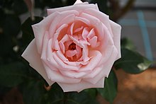 Rosa 'Royal Highness'.jpg