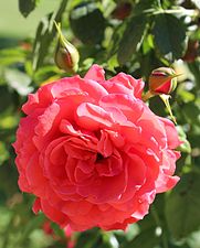 'Cherry Girl', Kordes 1997 Seedling × 'Rosenprofessor Sieber'