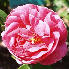 Rosa gallica - Wikipedia, la enciclopedia libre