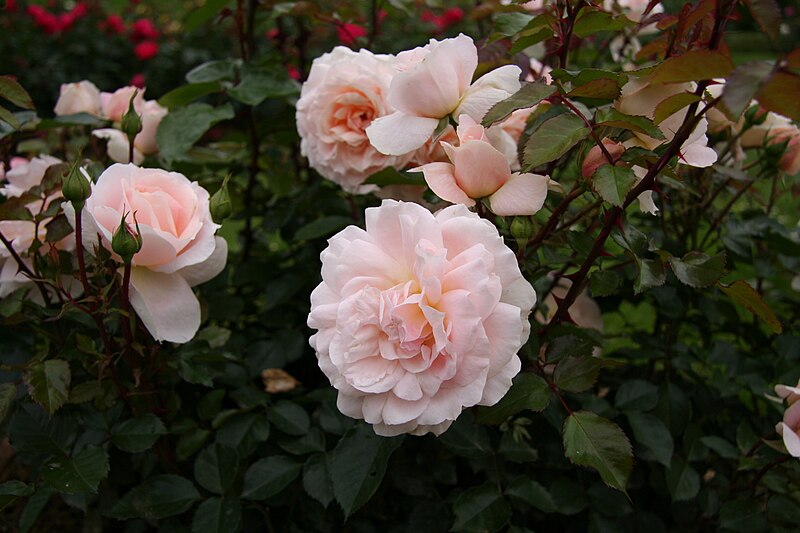 File:Rose Unknown 109 20070601.jpg