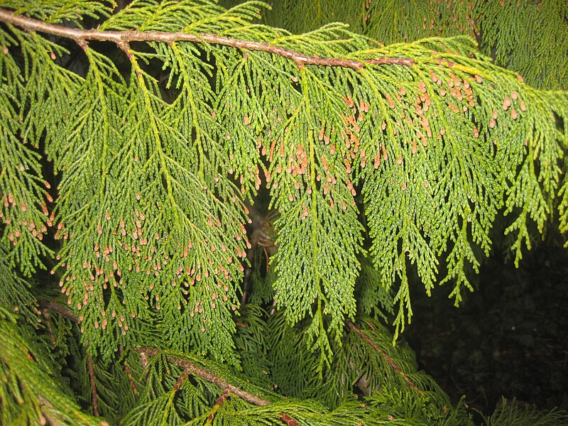 File:Ruhland, Fischerstr. 44, Lawson-Scheinzypresse vor dem Haus (mittig Naturform), Zweig, Frühling, 01.jpg