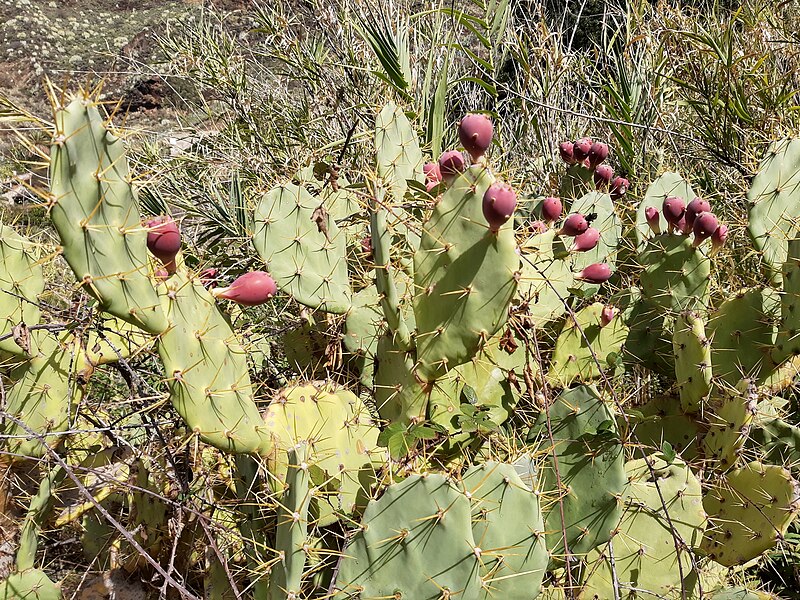 File:S 97, cactus fruits, Gran Canaria.jpg