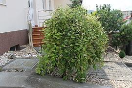 Salix caprea Kilmarnock, greffé sur tige.