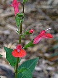 Miniatura para Salvia blepharophylla