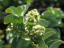 Santalum ellipticum