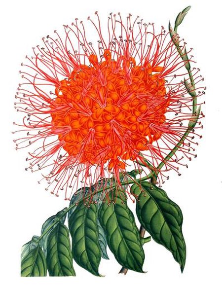 Tập_tin:Saraca_indica_-_Lemaire.jpg