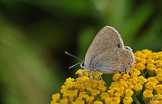 Satyrium abdominalis