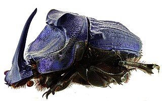 <i>Coprophanaeus lancifer</i> Species of beetle