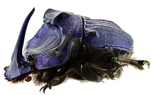 Scarabaeoidea Coprophanaeus lancifer Linnaeus, 1767 profil copie