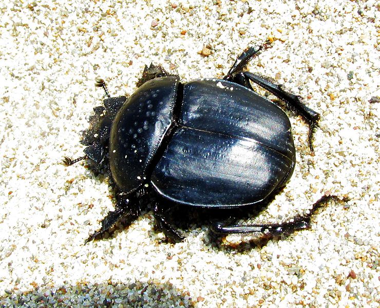 File:Scarabaeus sacer0898.jpg