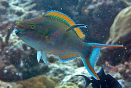 Un poisson-perroquet tricolore (Scarus tricolor) en stade final