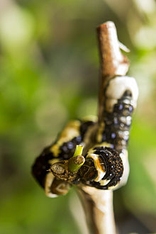 Caterpillar Schaus Swallowtail caterpillar at the University of Florida Entomology Department. (14356266651).jpg