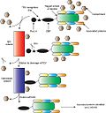 Vorschaubild für Tandem Affinity Purification