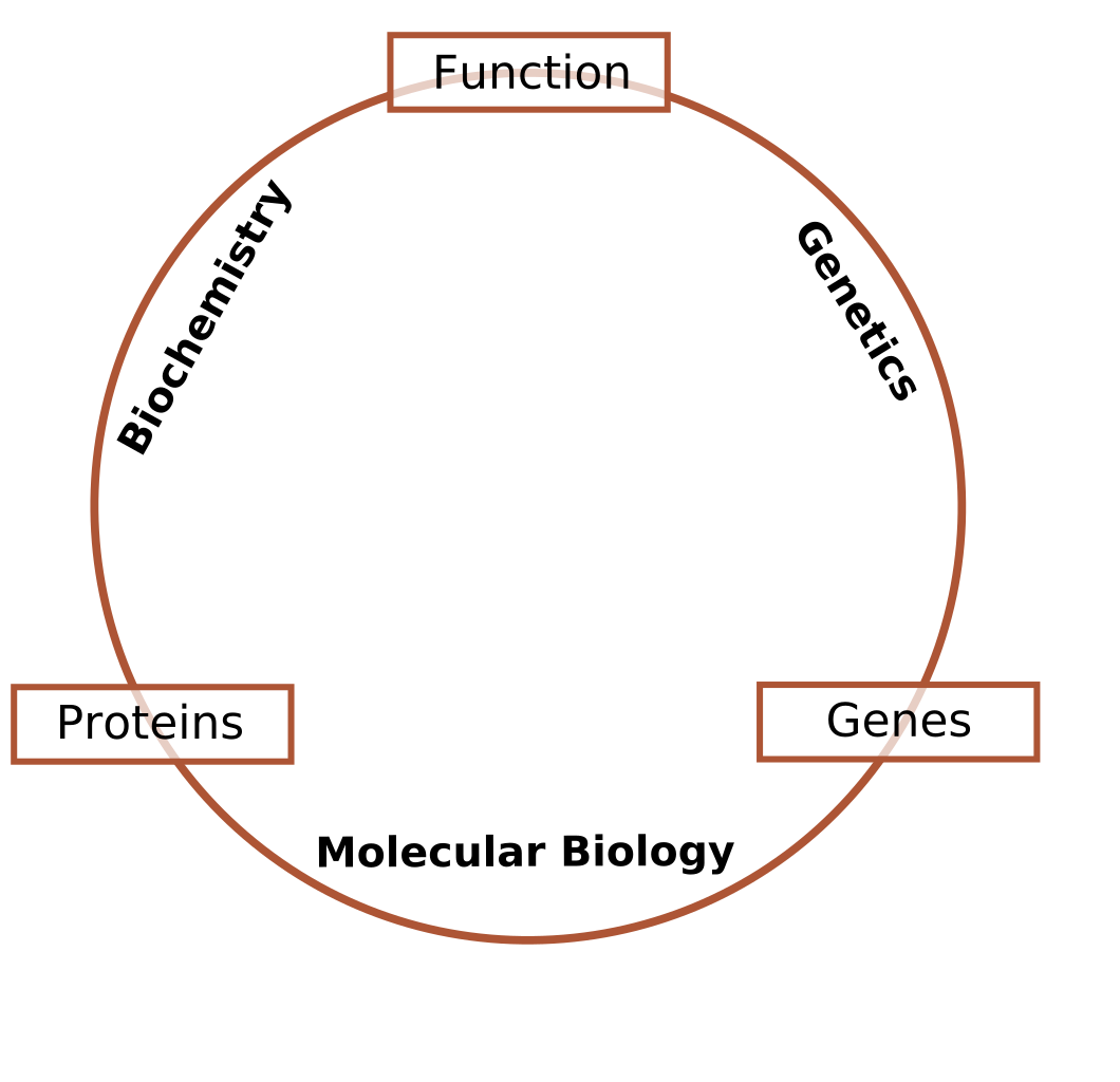 History of Biochemistry Chemistry and Biology Connection