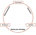 Schematic relationship between biochemistry, genetics and molecular biology.svg