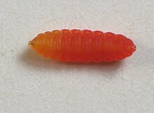 Schizomyia racemicola larva.jpg