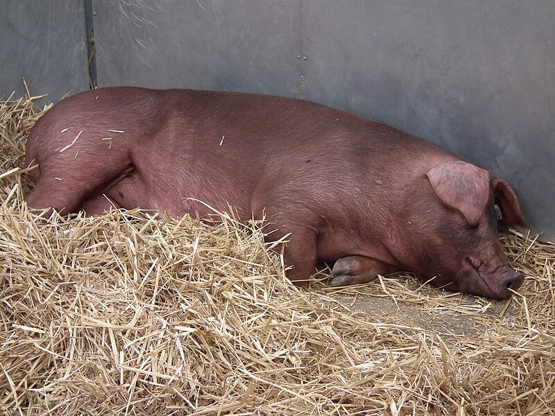 File:Schlafende Duroc-Sau.JPG