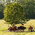 * Nomination Schokland, The Netherlands: A band of cows seeking shadow under a tree in Middelbuurt --Cccefalon 04:18, 17 September 2015 (UTC) * Promotion Good quality. --Jacek Halicki 09:10, 3 October 2015 (UTC)