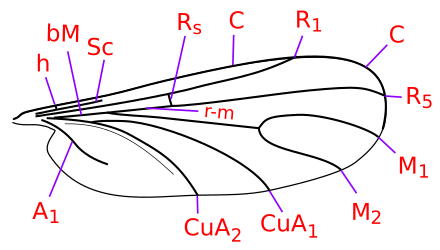 クロバネキノコバエ Wikiwand