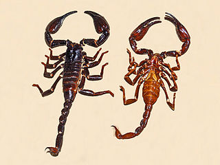 <i>Heterometrus longimanus</i> Species of scorpion