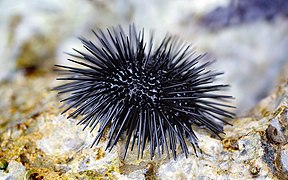 Sea urchin - Wikimedia Commons