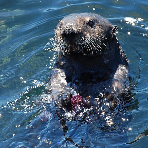 File:Sea otter with sea urchin.jpg