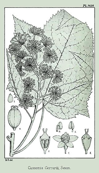 <i>Seemannaralia</i> Genus of flowering plants