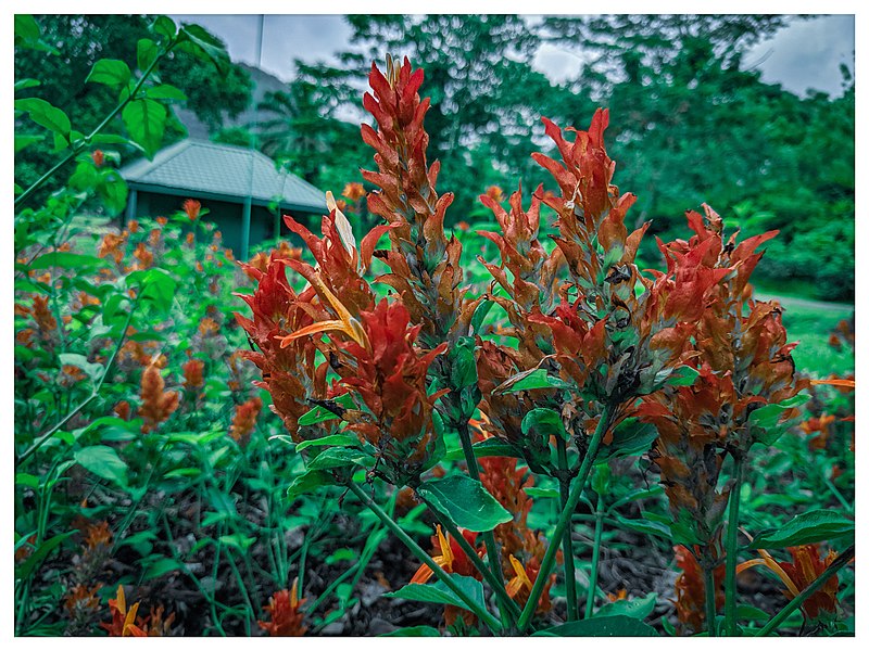 File:Seethawaka Botanical Garden flower plants.jpg