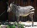 A gem in a striped coat