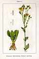 Jacobaea vulgaris (as syn. Senecio jacobaea) vol. 13 - plate 61 in: Jacob Sturm: Deutschlands Flora in Abbildungen (1796)