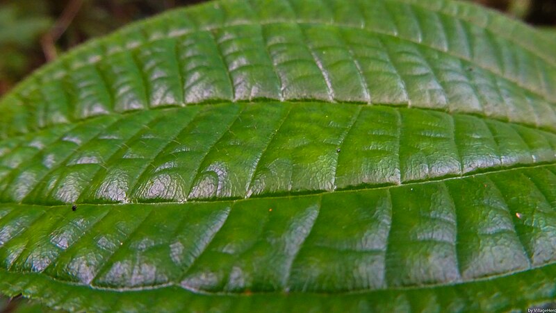 File:Sentier Botanique Mare Longue Leaf Macro (31184040890).jpg