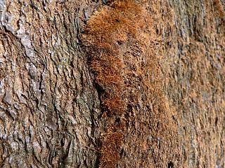 Giant Sequoia bark detail (Sequoiadendron giganteum)