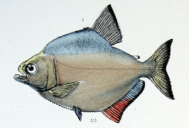 Serrasalmus serrulatus