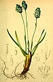 Sesleria caerulea